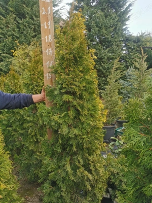 Tuia Smaragd și Leylandii