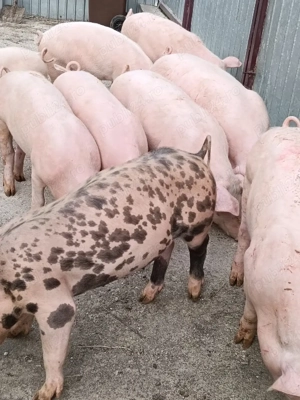 Purcei Landrace cu pietrain