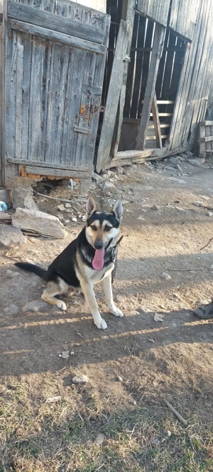 adoptie ciobanesc german - imagine 2