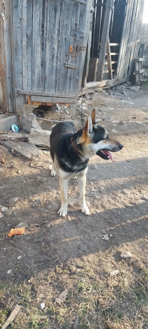 adoptie ciobanesc german - imagine 3