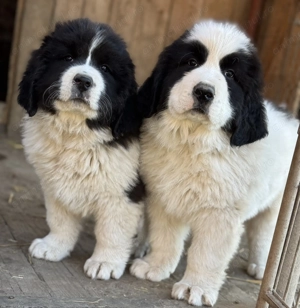 Disponibili 2 masculi 