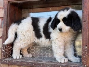 Disponibili 2 masculi  - imagine 2