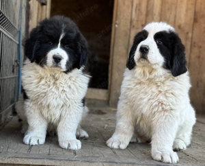 Disponibili 2 masculi  - imagine 3