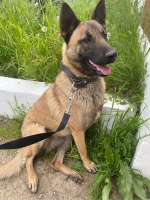 Femelă Ciobanesc Belgian-Malinois