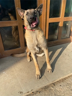 Femelă Ciobanesc Belgian-Malinois - imagine 3