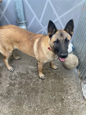 Femelă Ciobanesc Belgian-Malinois - imagine 5