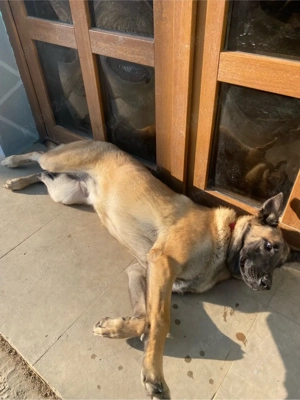 Femelă Ciobanesc Belgian-Malinois - imagine 2