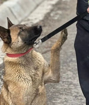 Femelă Ciobanesc Belgian-Malinois - imagine 4
