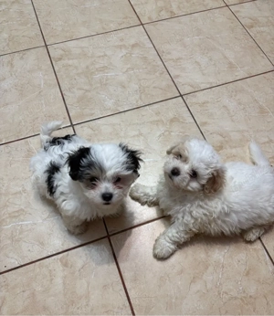 shih tzu 2 luni  - imagine 3