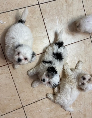 shih tzu 2 luni  - imagine 5