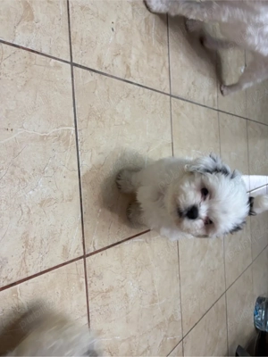 shih tzu 2 luni  - imagine 2