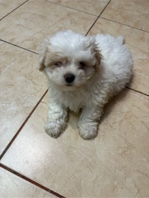 shih tzu 2 luni  - imagine 4