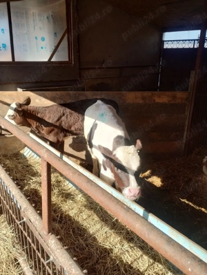 Vând viței înțărcați, 3700 Ron. - imagine 3