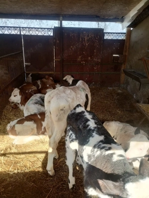 Vând viței înțărcați, 3700 Ron. - imagine 2