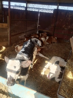 Vând viței înțărcați, 3700 Ron. - imagine 4