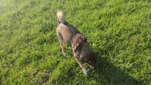 Donez catelusa de companie de 2 ani