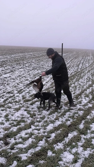 Vand pui Brak German 