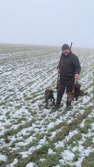 Vand pui Brak German  - imagine 2