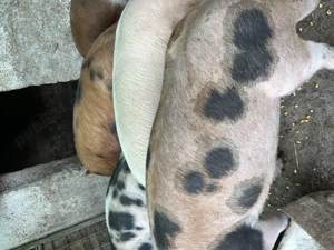 De vânzare porci de casă  - imagine 4