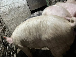 De vânzare porci de casă 