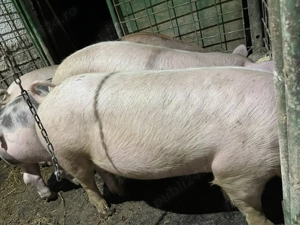 De vânzare porci de casă  - imagine 2
