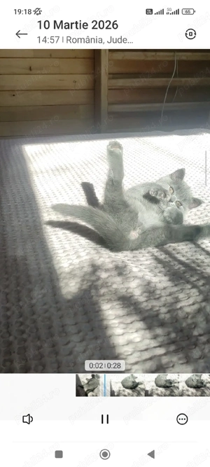 british shorthair blue  - imagine 4