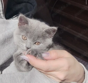 british shorthair blue  - imagine 2