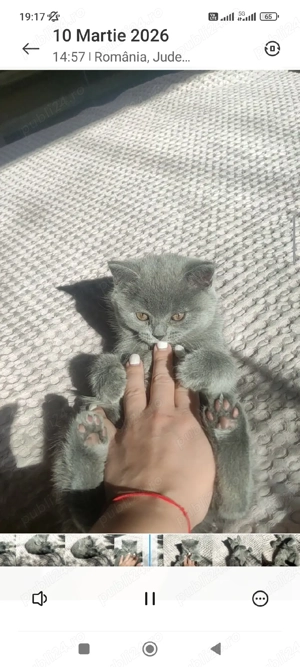 british shorthair blue  - imagine 5