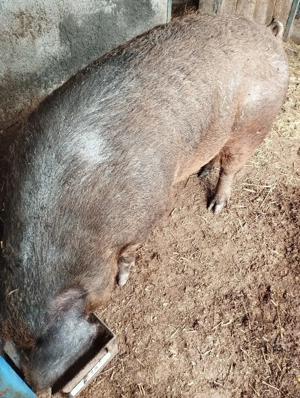 Vind purcea duroc pentru repoducere sau de sacrificare  - imagine 2