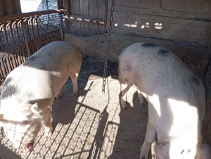 Porci de vanzare  - imagine 4
