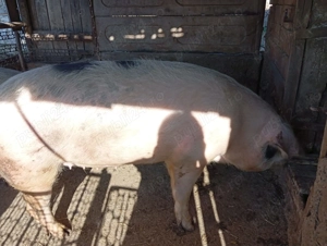 Porci de vanzare 