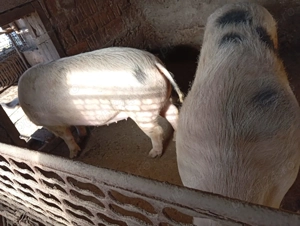 Porci de vanzare  - imagine 5