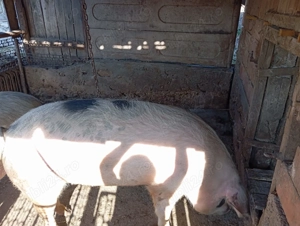 Porci de vanzare  - imagine 3