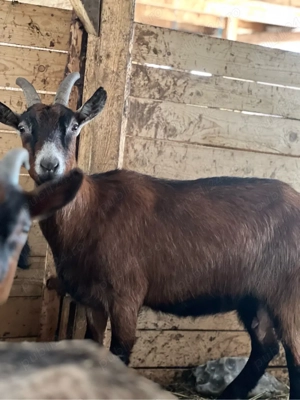 Capre de rasă - imagine 5