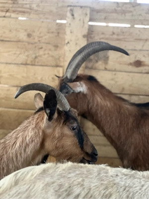 Capre de rasă - imagine 3