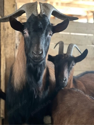 Capre de rasă - imagine 2