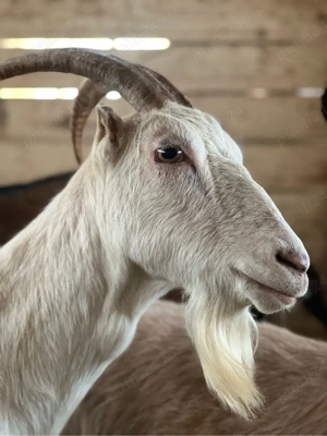 Capre de rasă - imagine 4