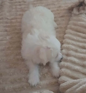 vand bichon  - imagine 2