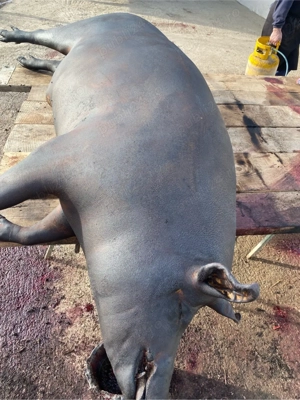 Carne de porc bio - imagine 3