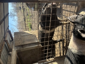 Porci de vânzare  - imagine 4