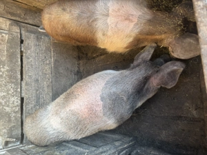 Porci de vânzare  - imagine 5