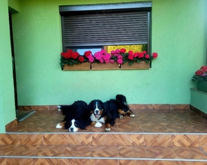 Ciobănesc de Berna - imagine 4