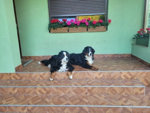 Ciobănesc de Berna - imagine 2