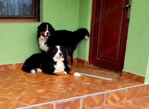 Ciobănesc de Berna - imagine 3