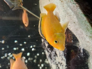 Vând acvariu de 500 l cu ciclide complet utilat 