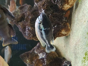 Vând acvariu de 500 l cu ciclide complet utilat  - imagine 5