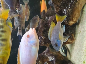 Vând acvariu de 500 l cu ciclide complet utilat  - imagine 4