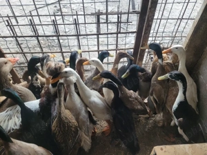 Rațe indiene alergătoare - imagine 2