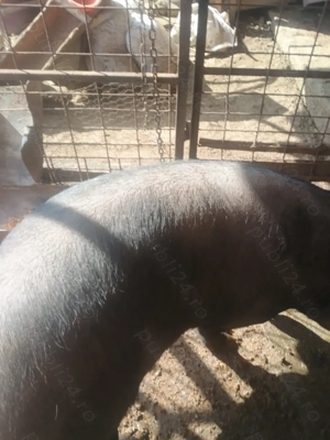 Vând scroafa crescută în gospodărie  - imagine 3