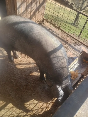 Vând scroafa crescută în gospodărie 